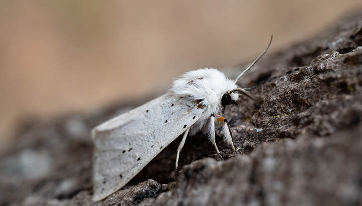 À la découverte des papillons de nuit et faune nocturne